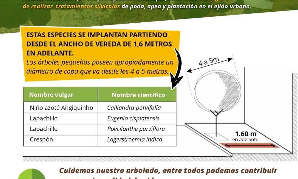 Eldorado: El Departamento de Arbolado Urbano recuerda las especies de  arboles aptos para ser implantados en las veredas - Agencia de Noticias  Guacurari
