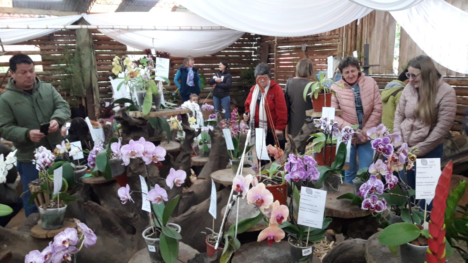 La Fiesta Nacional de la Orquídea y Provincial de la Flor eligieron a sus  soberanas - Agencia de Noticias Guacurari