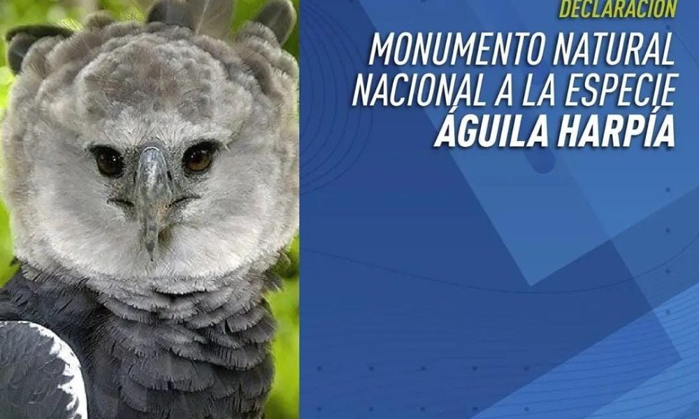 El Diputado Nacional Diego Sartori presentó el proyecto para declarar  Monumento Natural Nacional a la especie Águila Harpía (Harpia harpyja) -  Agencia de Noticias Guacurari